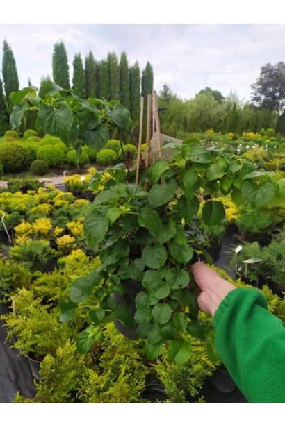 Гортензия черешковая Петиоларис - 3л/вис.50-70см/Ø20-25см